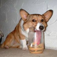 /album/tudosobrecachorrosegatos/cachorro-com-sede-rsrsrs-jpg1/